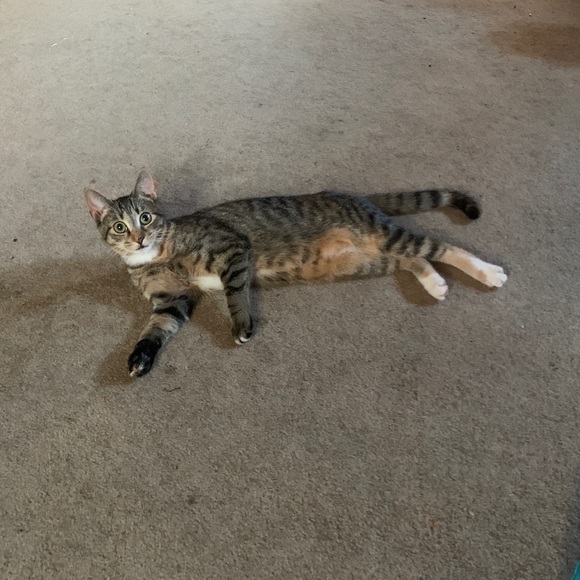 Meet your Posher, Lynn - Picture 1 of 1